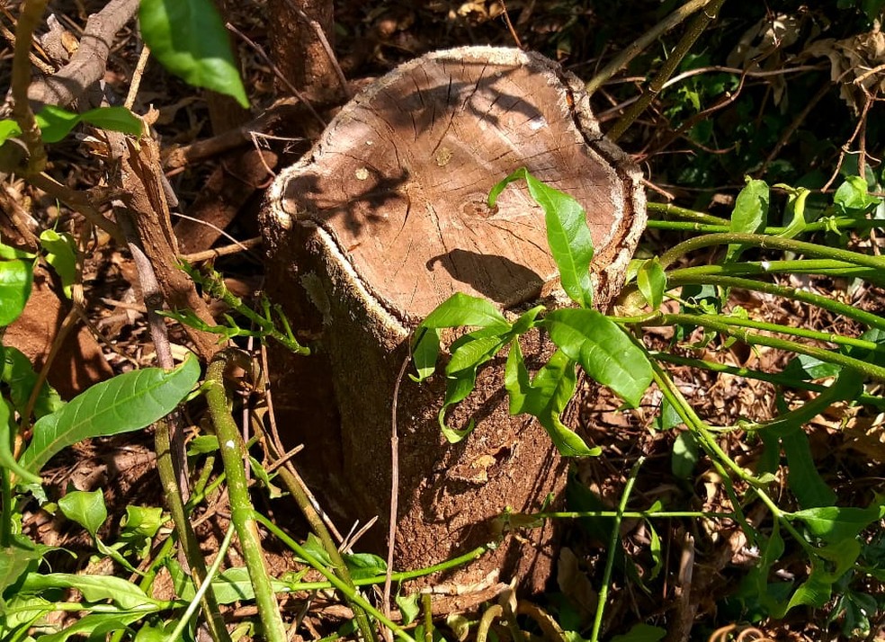 Fazendeiro levou multa de mais de R$ 11 mil pelo corte de 39 árvores em Sandovalina — Foto: Polícia Militar Ambiental