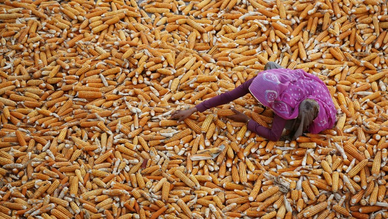 Uma fazendeira indiana seca sua colheita de milho em uma vila, próximo de Ajmer, na Índia (Foto: AP Photo/Deepak Sharma)