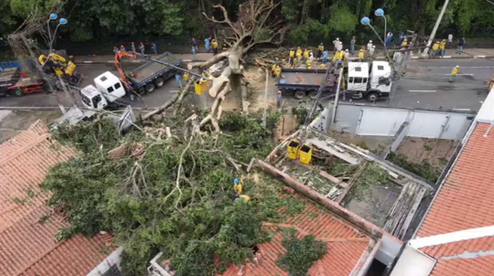 Equipes trabalham para retirar árvore de grande porte, em Campinas (SP) — Foto: Sérgio Rovere - Droneros