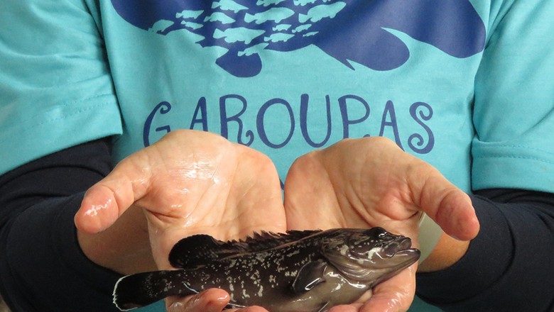 garoupa-peixe-alevino-extinção (Foto: Banco de Imagens)