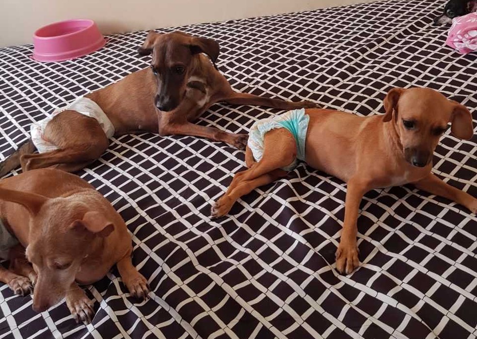 Dinheiro arrecadado com bazar deve ser destinado ao abrigo de animais (Foto: Michele Scopel/ OPA MT)