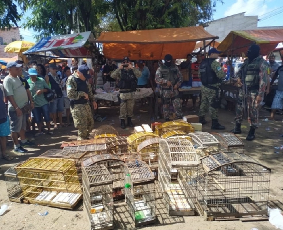 Polícia resgata 69 aves silvestres que seriam vendidas em feira na Zona  Norte de Natal | Rio Grande do Norte | G1