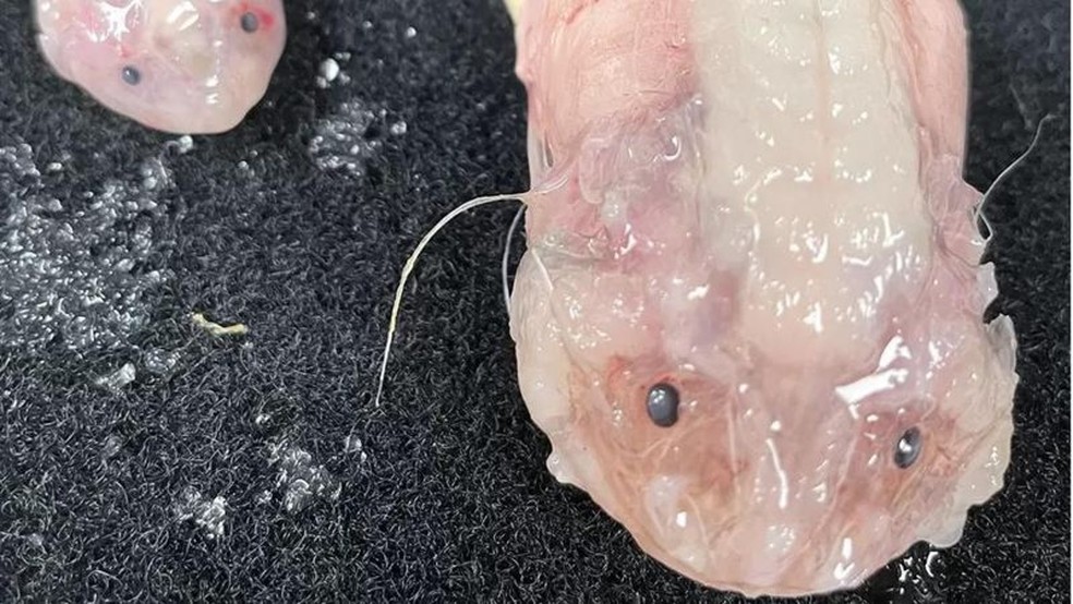 Peixes da família Liparidae foram capturados a 8.022 metros de profundidade na Fossa do Japão — Foto: Minderoo-UWA Deep Sea Research Centre via BBC