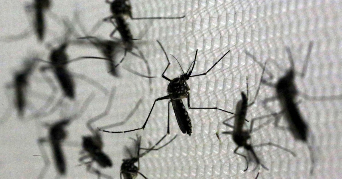 EUA liberam testes com mosquitos transgênicos na Flórida