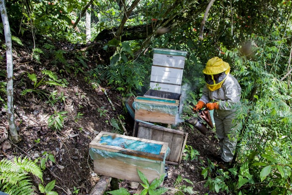 Pesticidas sÃ£o soluÃ§Ã£o para evitar que pragas ataquem as plantaÃ§Ãµes de monocultura â€” Foto: William Wroblewski/AFP