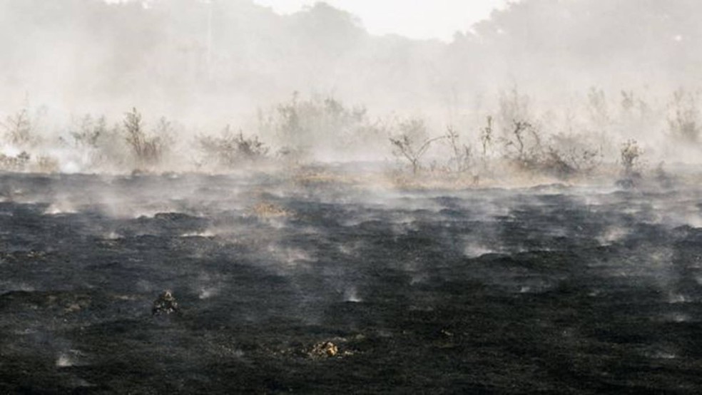 Uma das particularidades do Pantanal é que a biomassa, por cima ou por baixo do solo, ajuda a propagar o fogo com rapidez — Foto: Ahmad Jarrah/A Lente via BBC