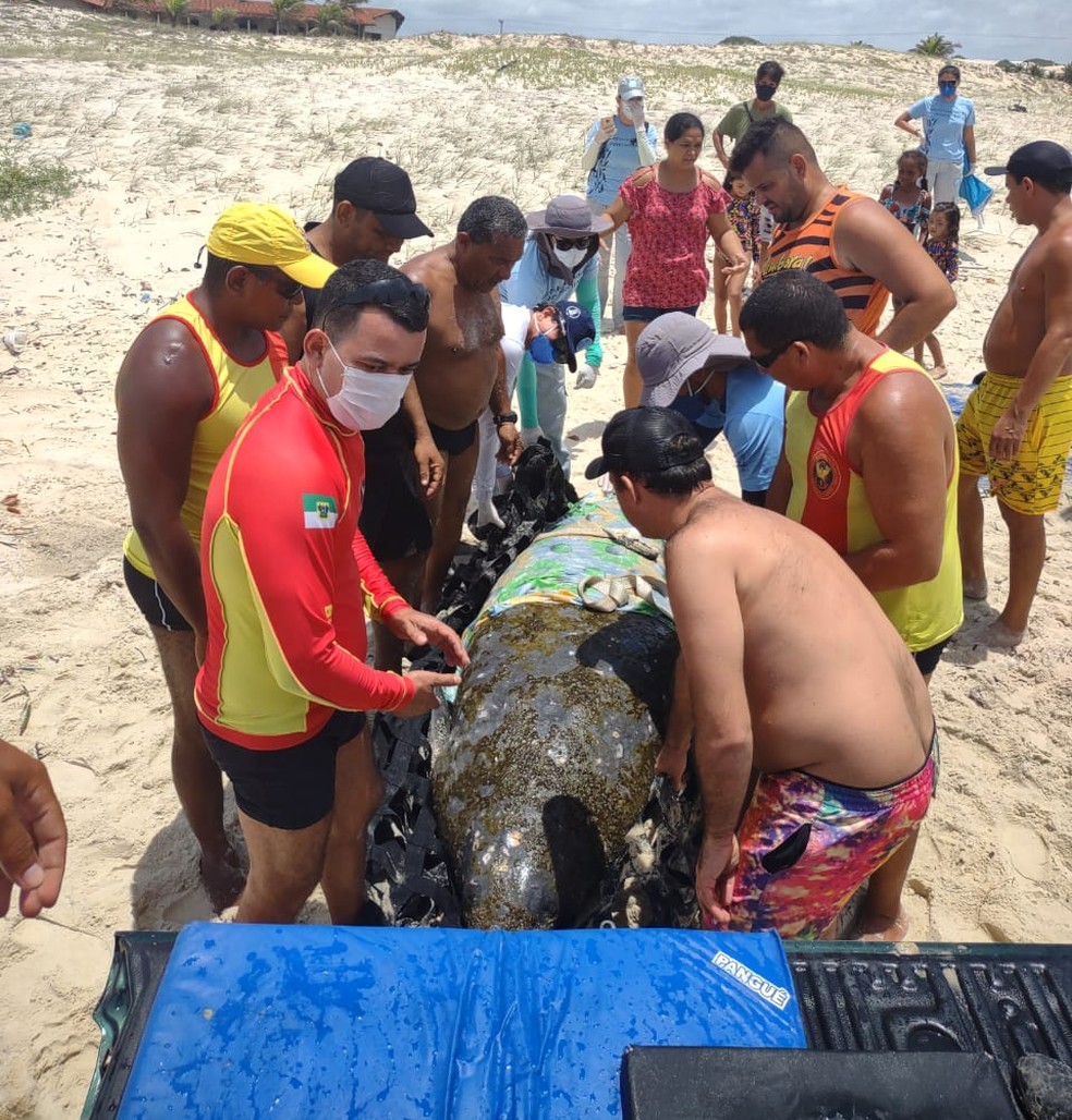 Peixe-boi marinho &eacute; colocado em ve&iacute;culo, ap&oacute;s encalhar em praia da Grande Natal. &mdash; Foto: Cabo Mello J&uacute;nior/CBMRN
