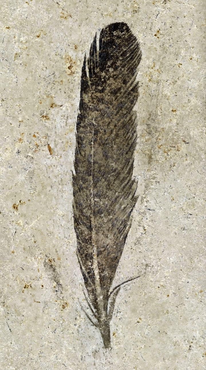 Os cientistas descobriram que a pena é da espécie Archaeopteryx e sua cor era preta fosca (Foto: Reprodução/Universidade do Sul da Flórida)
