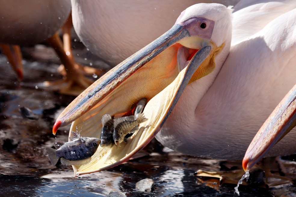 Pelicano se alimenta em reserva em Israel, em 8 de novembro de 2021 — Foto: Amir Cohen/Reuters