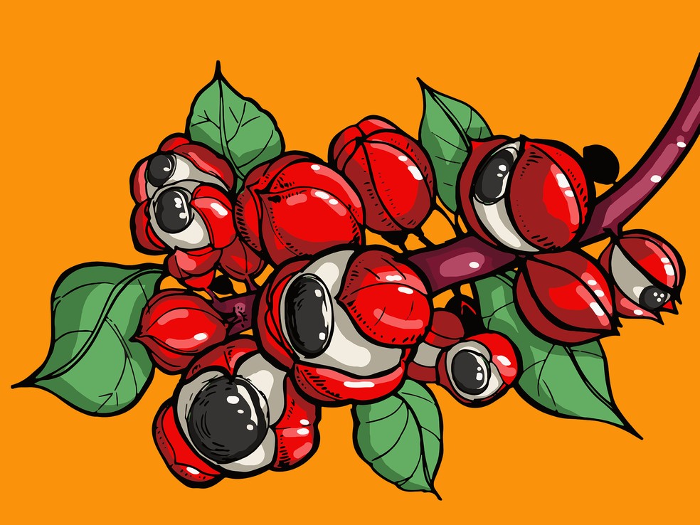 Dia do folclore: conheça a lenda do guaraná | Terra da Gente | G1