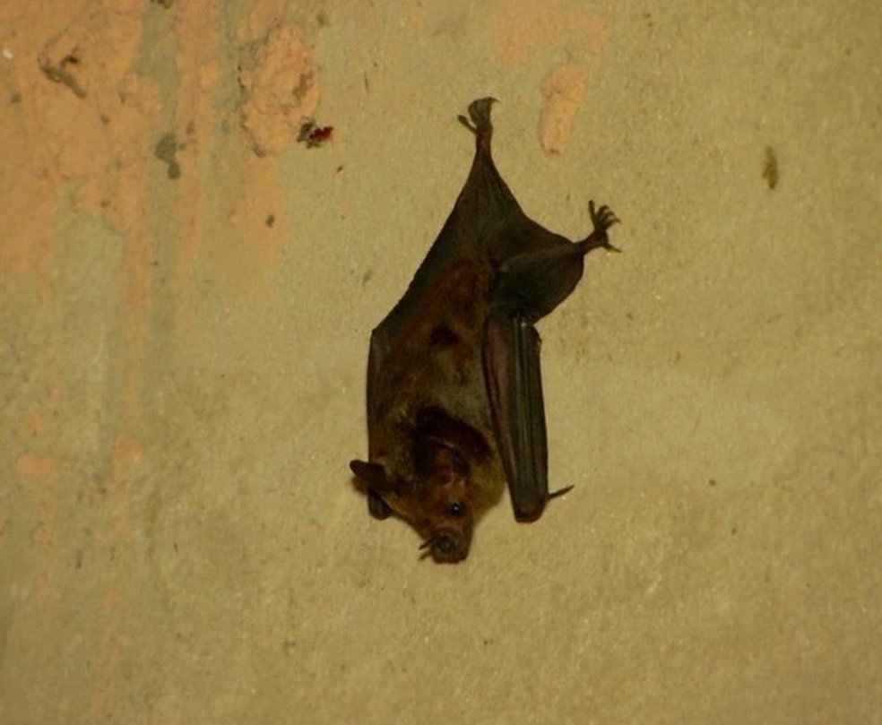 Morcegos hematófagos podem ser os transmissores do vírus da raiva para as raposas. — Foto: Reprodução/TV Mirante