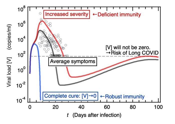 Imagem do modelo matemático aplicado no estudo, nele é possível ver o aumento da infecção ( vermelho) com a menos imunidade( azul)  (Foto: TOYOHASHI UNIVERSITY OF TECHNOLOGY.)