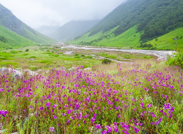 9-lugares-coloridos-valley-of-flowers-india-himalaias (Foto: Thinkstock)