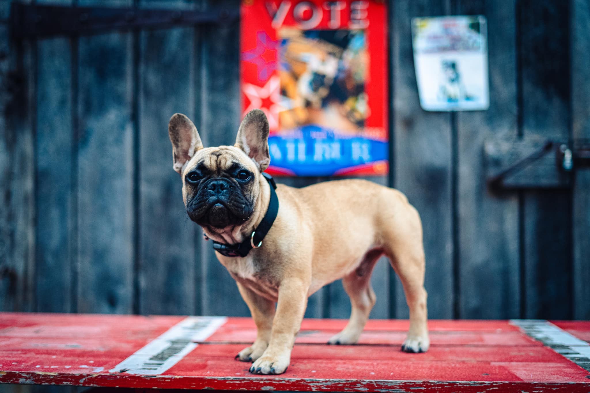 Vilarejo nos EUA elege cachorro como prefeito (Foto: Reprodução/Facebook)