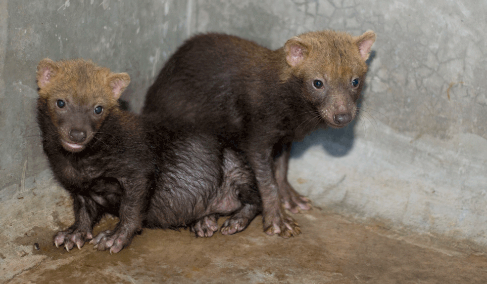 Casal de cachorro-vinagre irá fazer parte de um programa de reprodução da espécie que é considerada  "vulnerável à extinção" — Foto: Betto Silva/Divulgação
