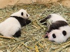 Pandas gêmeos têm novas fotos divulgadas por zoológico de Viena