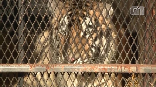 Tigre é encontrado em casa abandonada nos Estados Unidos