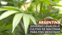 Argentina legaliza cultivo de maconha para fins medicinais