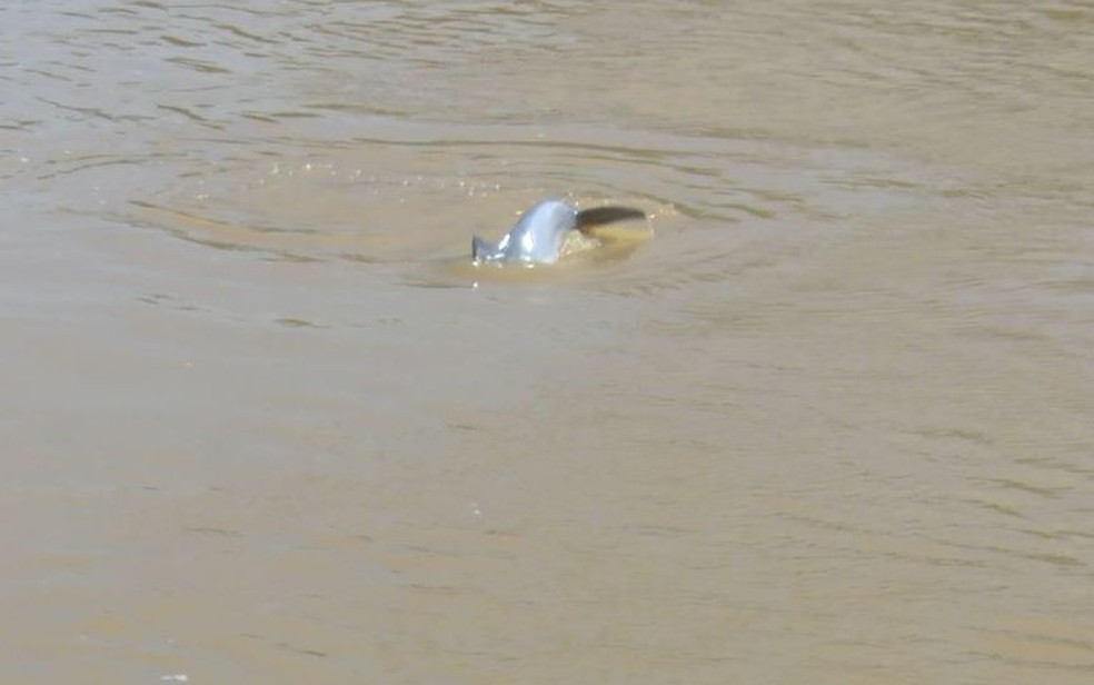 Botos ficam próximo à balsa que faz travessia entre Cruzeiro do Sul e Rodrigues Alves  (Foto: Reprodução/Rede Amazônica Acre )