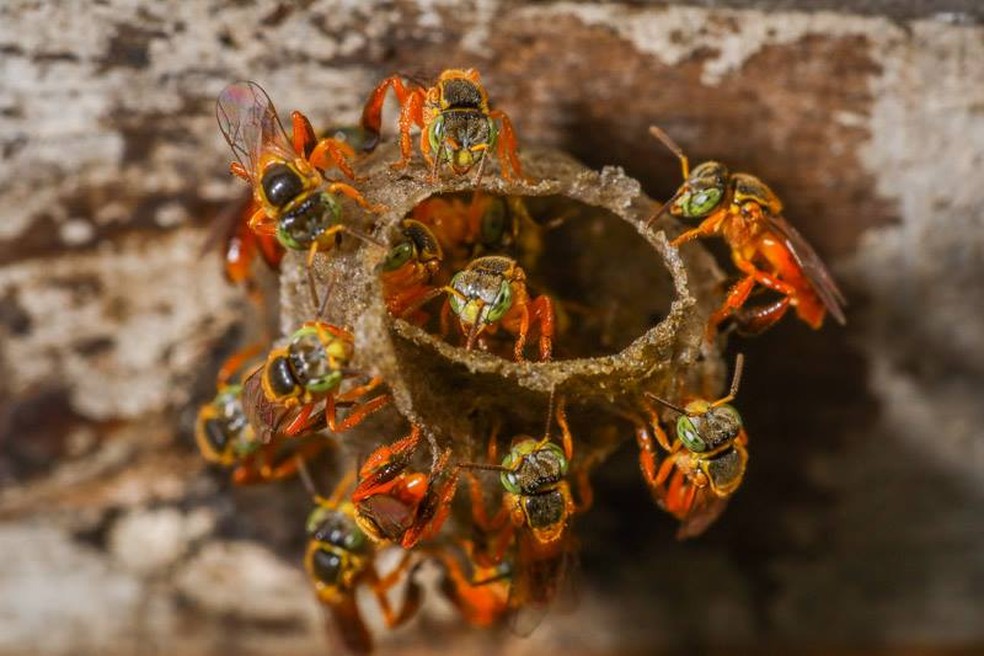 As abelhas nativas sem ferrÃ£o sÃ£o as verdadeiras abelhas brasileiras â Foto: Acervo Prefeitura de Curitiba