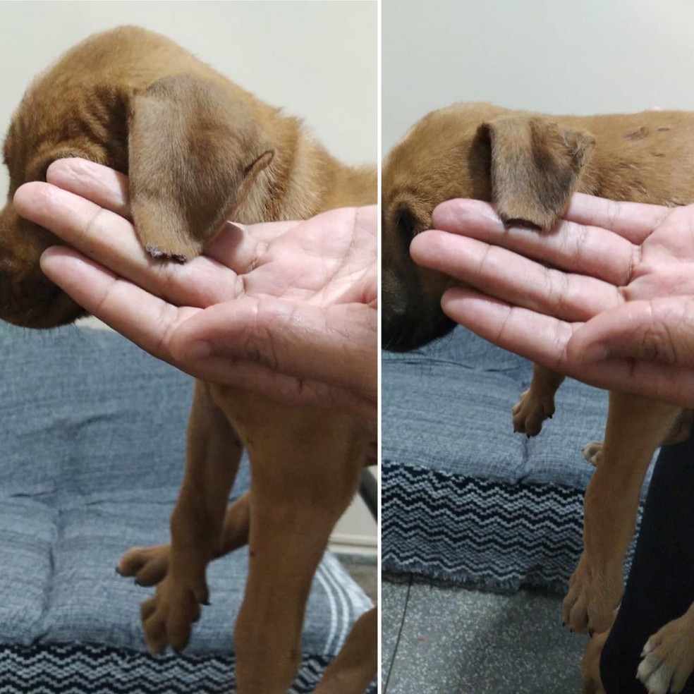 Homem corta orelhas de cachorros em MS e diz à polícia que faz 'Simpatia para dar sorte e saúde aos animais' — Foto: Polícia Civil/Divulgação