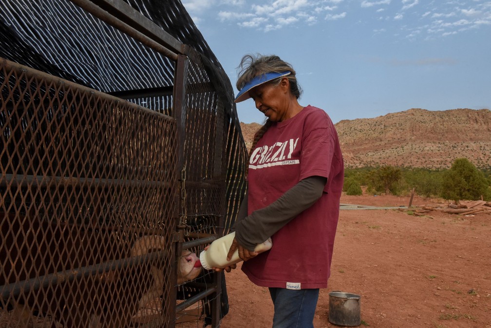 Maybelle Sloan, de 59 anos, que é da Nação Navajo, dá uma mamadeira para seu bezerro em sua casa em Bodaway Chapter, no território da Nação Navajo em Cedar Ridge, Arizona — Foto: Stephanie Keith/Reuters
