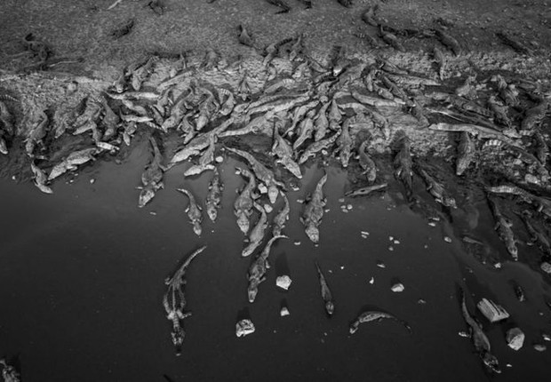 Na ponte de rodovia no Pantanal, jacarés se amontoam e morrem desnutridos. (Foto: FERNANDO FACIOLE/GRAD via BBC)