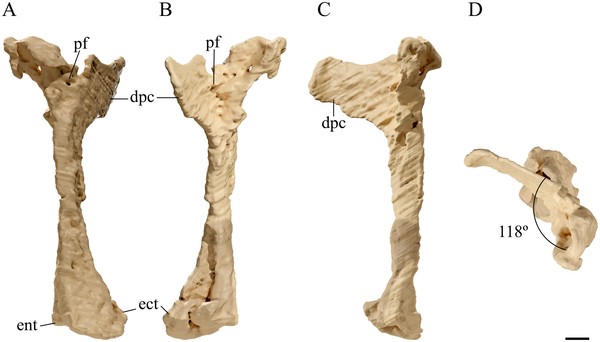 Ossos do pterossauro de cerca de 115 milhões de anos (Foto: Beccari et.al )