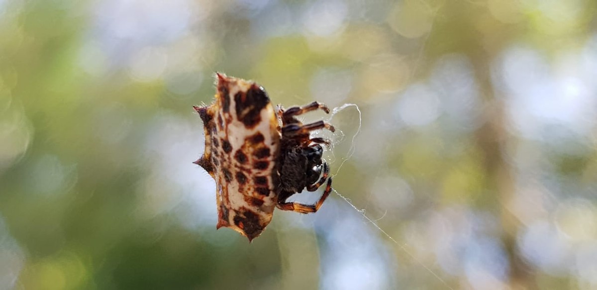 Aranha Espinhosa E Aranha Saltadora Chamam Atencao Pelos Aspectos Fisicos E Habilidades Curiosas Terra Da Gente G1 A batina do padre pedro é preta. aranha espinhosa e aranha saltadora
