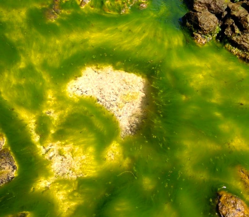 Curiosidade Mapa Do Brasil Surge Em Piscina Natural Em Fernando De Noronha Viver Noronha G1