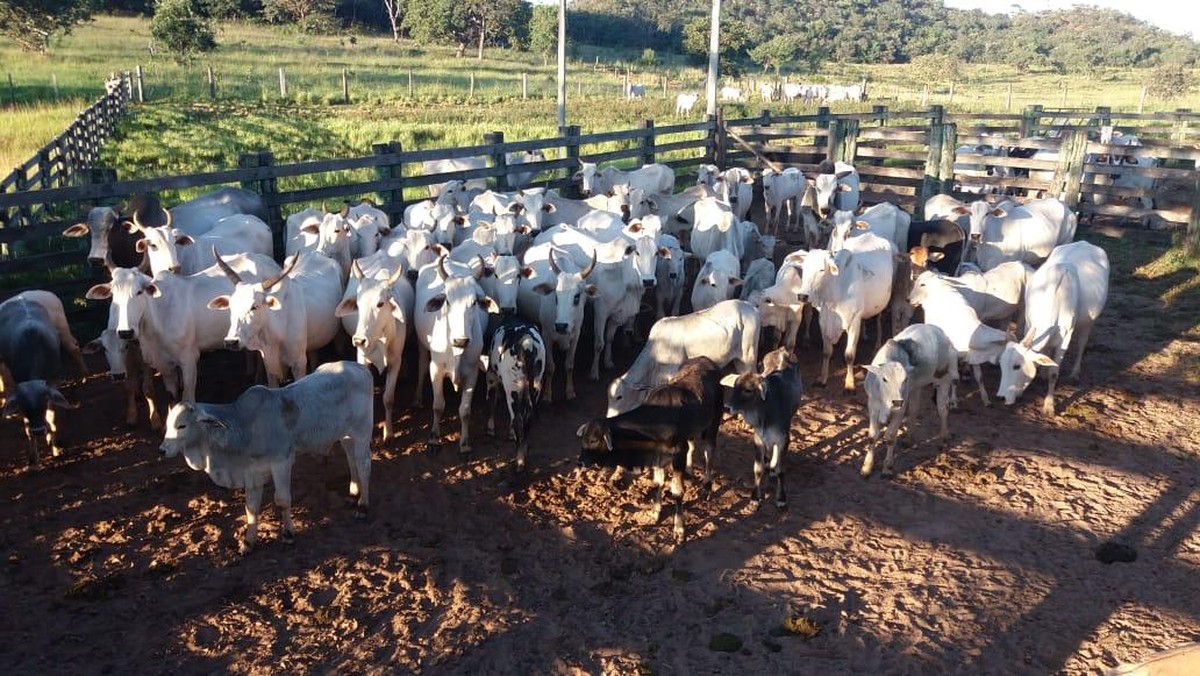 Policia Desarticula Quadrilha Investigada Por Roubo De Gado Em Minas Homens Foram Presos Apos Invadirem Fazenda Em Joao Pinheiro Grande Minas G1 Policia do tocantins prende quadrilha de ladroes de moto. roubo de gado em