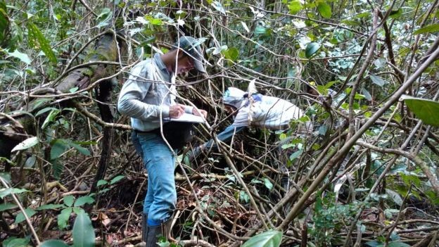 BBC - Enquanto uma pessoa mede diâmetro da árvore para fazer estimativa de sua biomassa e carbono, Fernando trabalha em seu inventário (Foto: FERNANDO ELIAS/DIVULGAÇÃO)