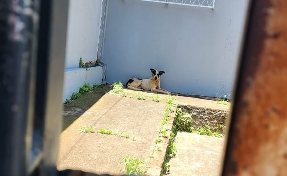 Cachorro estava sem água e comida preso no imóvel, em Piracicaba — Foto: Divulgação/ Prefeitura de Piracicaba