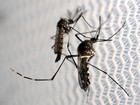 Em PE, sete mortes têm resultado positivo para dengue e chikungunya