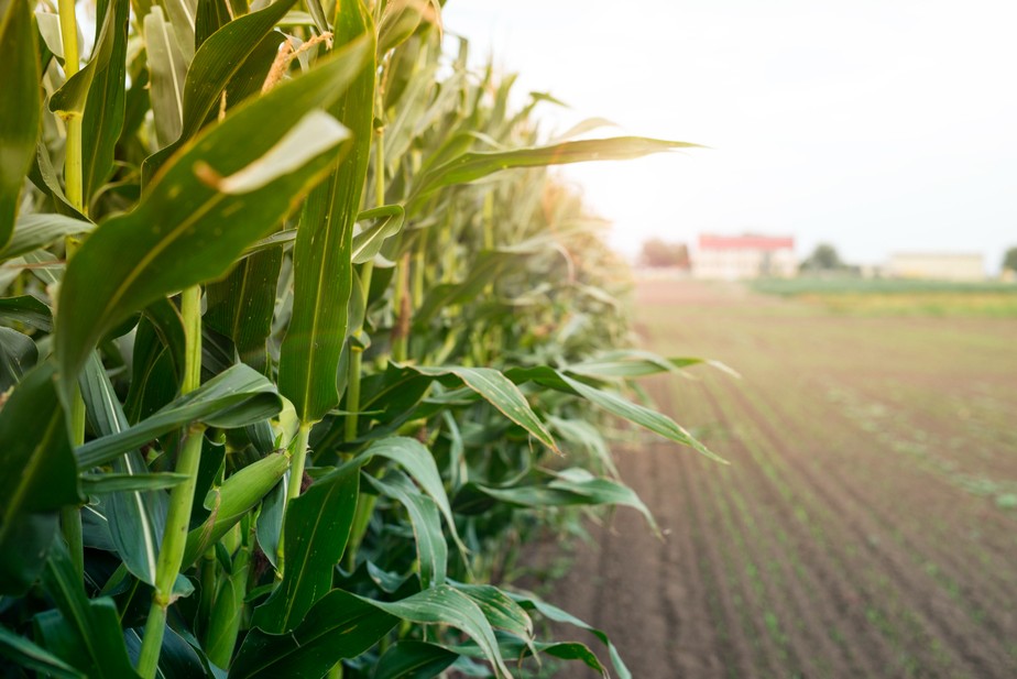 Atraso no plantio e condições climáticas podem colocar em risco previsão de safra recorde de milho