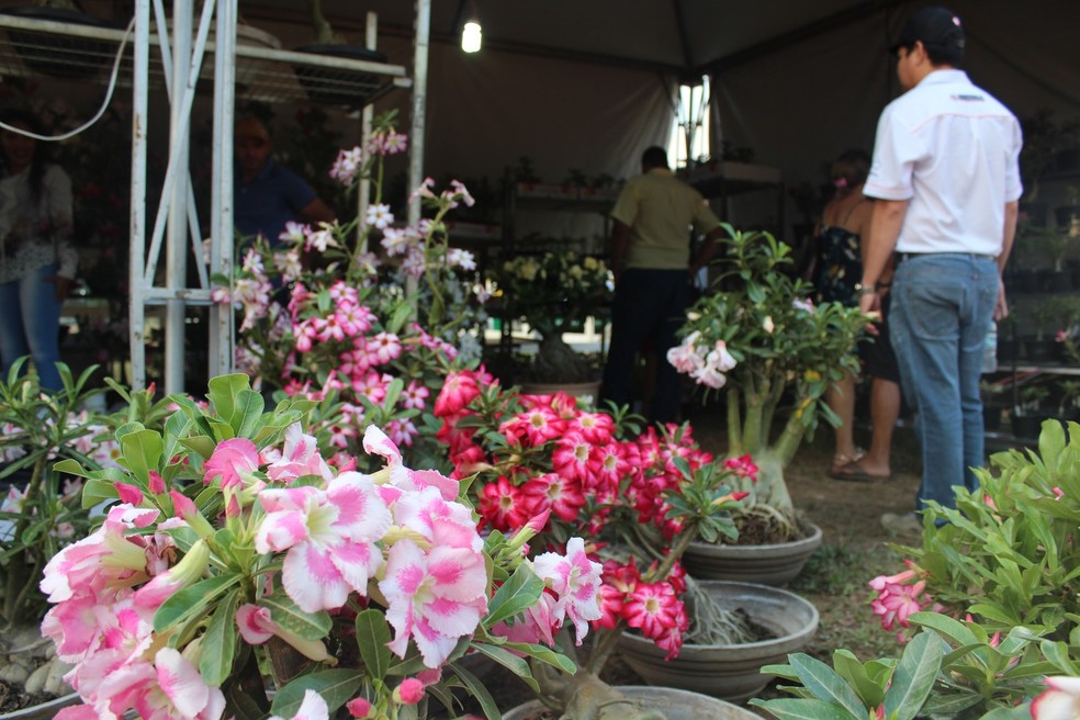 Flores são vendidas em viveiros na Portoagro em Porto Velho.  (Foto: Cássia Firmino/G1)