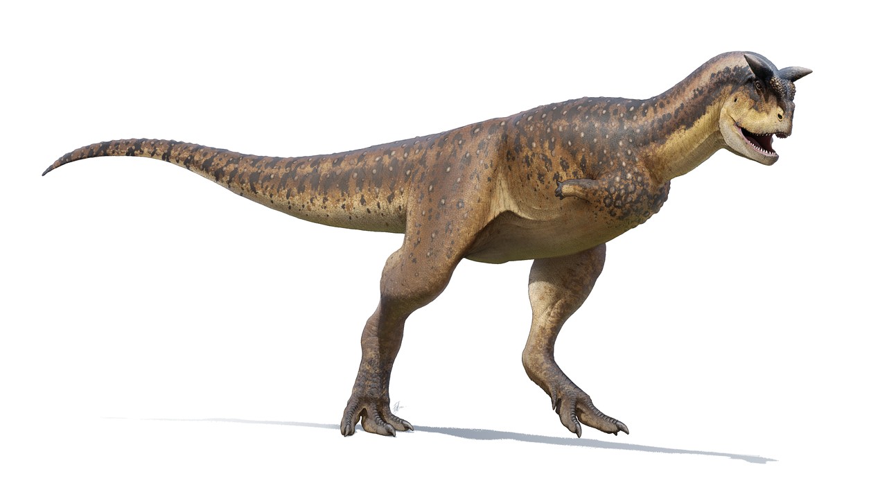 Reconstrução gráfica do Carnotaurus sastrei (Foto: Fred Wierum/ Wikimedia Commons/ CreativeCommons)