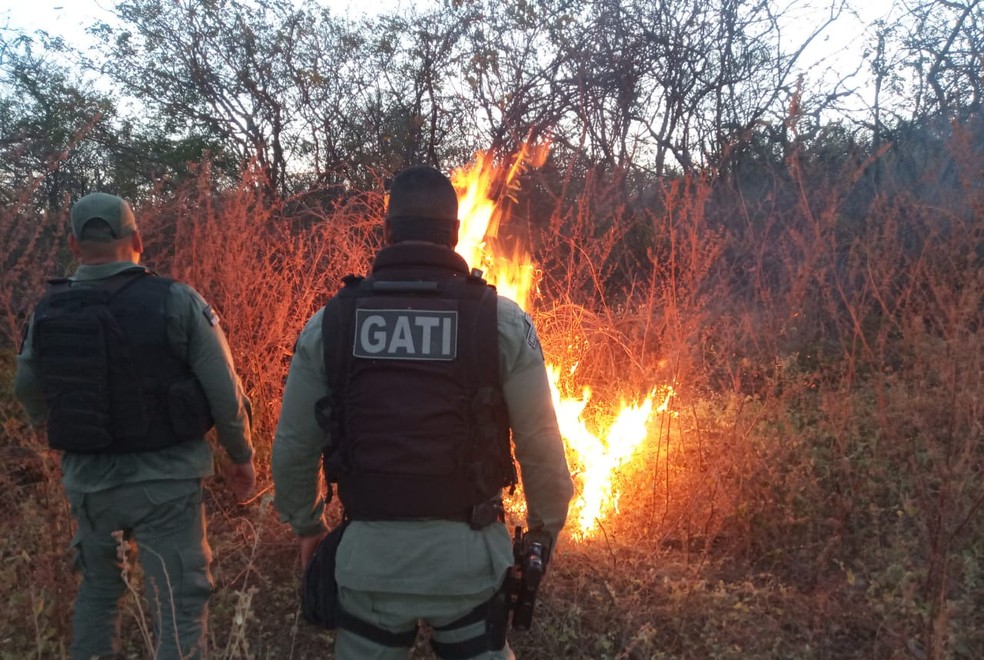Plantação de maconha foi incinerado em Santa Maria da Boa Vista — Foto: Divulgação/Polícia Militar