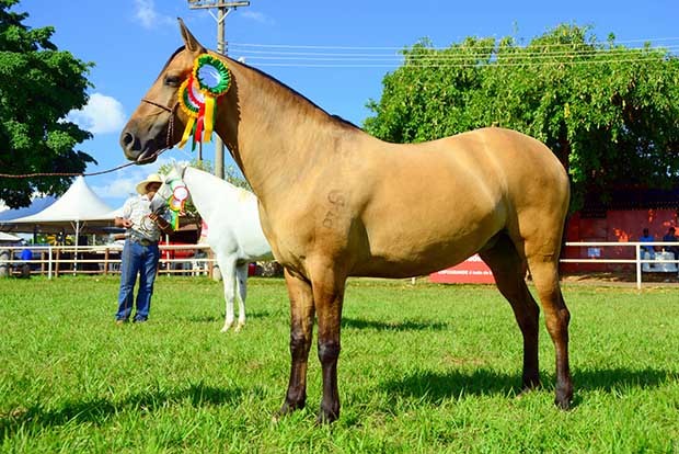 Cavalo Pantaneiro - O Senhor da novela Pantanal. 