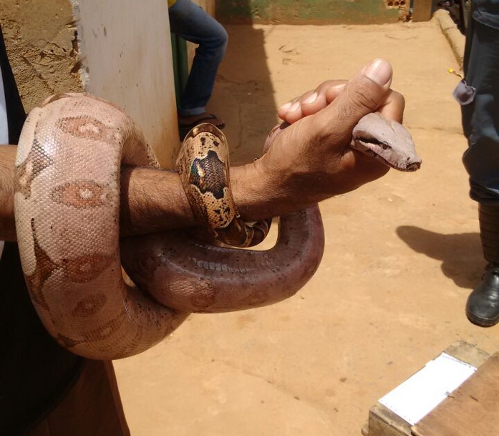 Cobra foi localizada na Vila Atlântida (Foto: Corpo de Bombeiros/Divulgação)