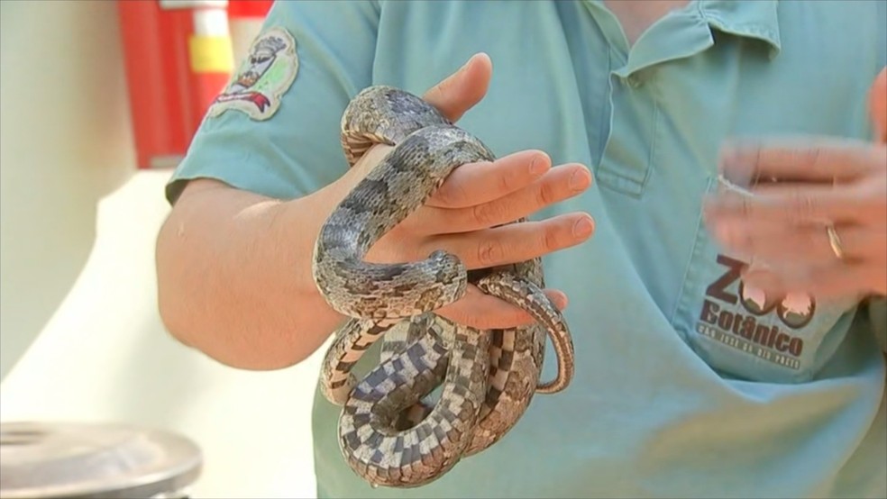 Cobras foram encaminhadas para o Bosque de S&atilde;o Jos&eacute; do Rio Preto &mdash; Foto: Reprodu&ccedil;&atilde;o/TV TEM 