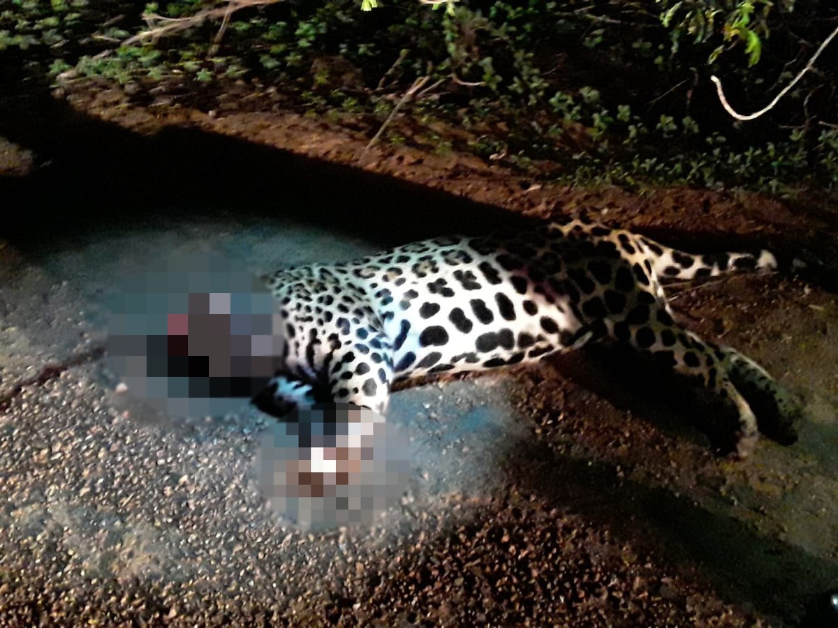 Onça-pintada é encontrada sem cabeça e patas às margens de rodovia em  Roraima | Roraima | G1