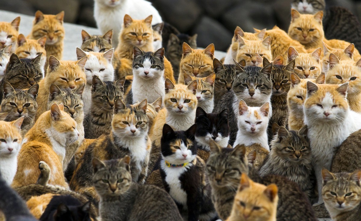 A ilha de Aoshima é composta majoritariamente por gatos. São cerca de 200 felinos (Foto: Thomas Peter/ Reuters/ Reprodução)