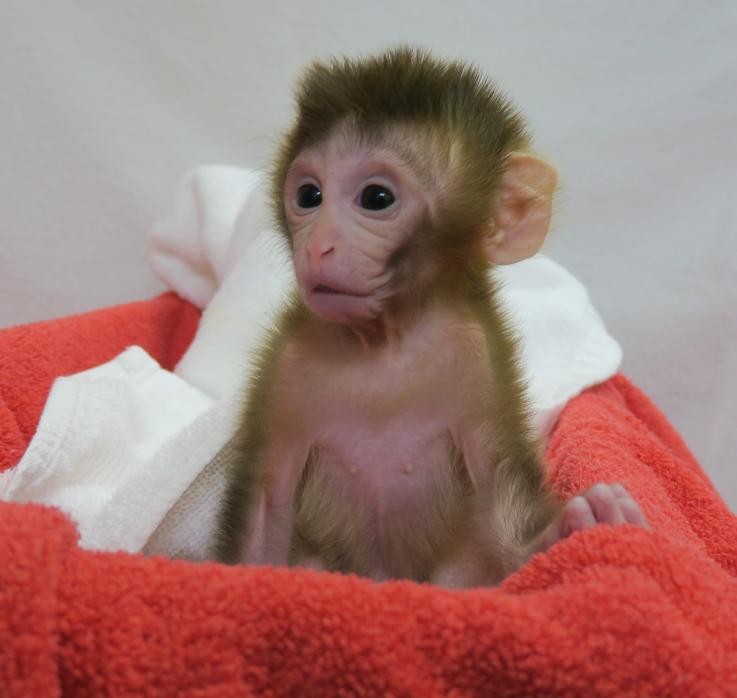 Macaco Grady cresce saudável, segundo pesquisadores (Foto: Oregon National Primate Research Center of the Oregon Heath and Science University)