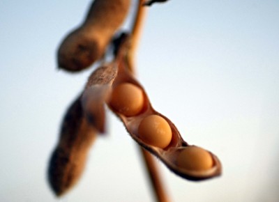 soja-grao-plantacao-colheita (Foto: pergamino13cr/CCommons)