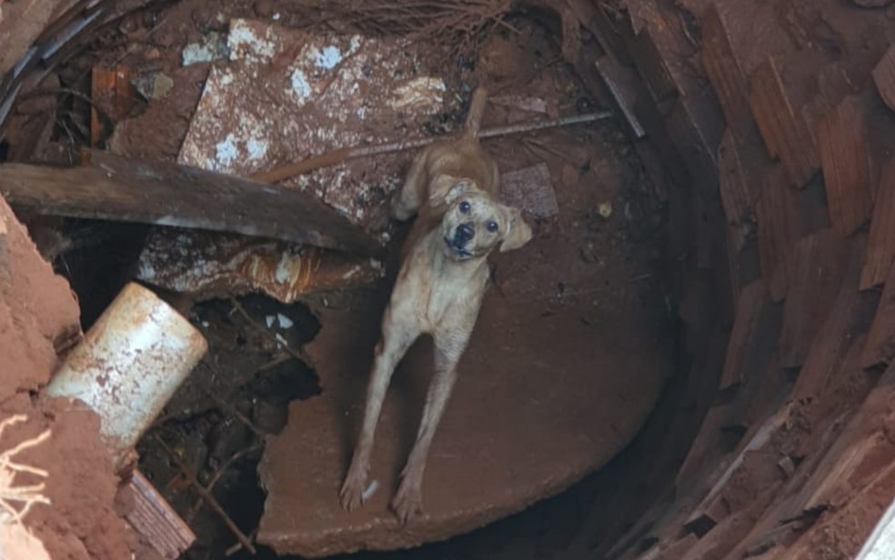 Cachorro que caiu em fossa surpreende bombeiros e ajuda no próprio resgate em Goiás — Foto: Reprodução/TV Anhanguera