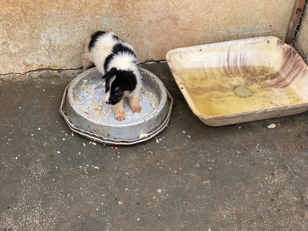 Animais estavam abrigados em local sujo e com rastros de fezes e urinas — Foto: Divulgação/Polícia Civil 