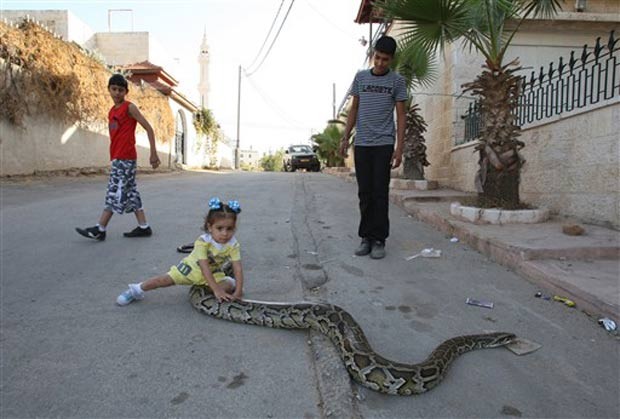Uma menina foi fotografada em outubro de 2010 brincando com uma cobra enorme no meio de uma rua em Ramallah, na Cisjordânia. O réptil é mantidp como animal de estimação pela família palestina. (Foto: Abbas Momani/AFP)