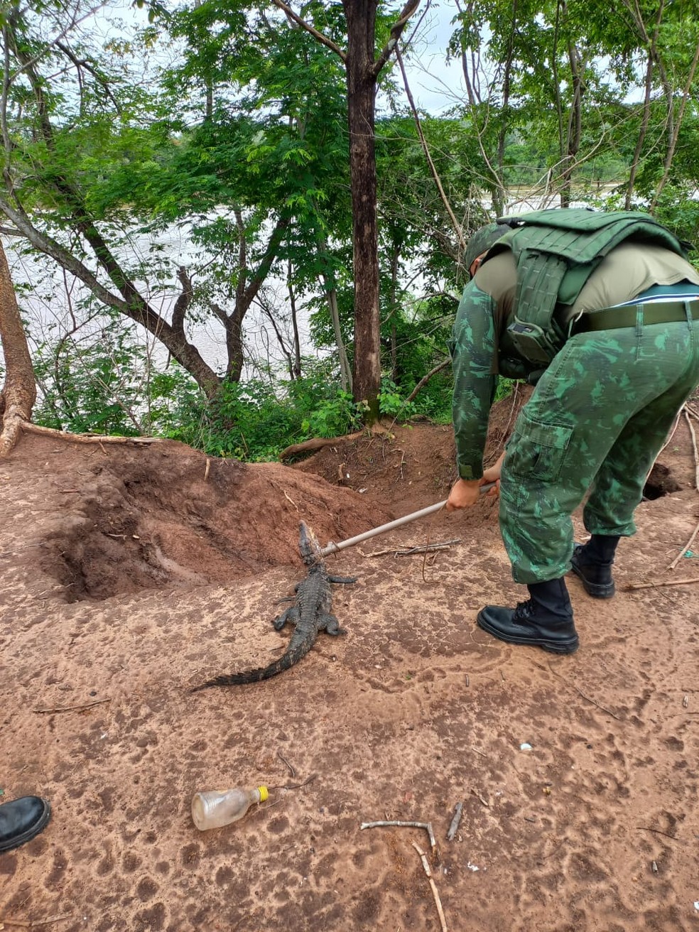 Após ser resgatado, jacaré foi solto às margens do Rio Cuiabá — Foto: PM Ambiental