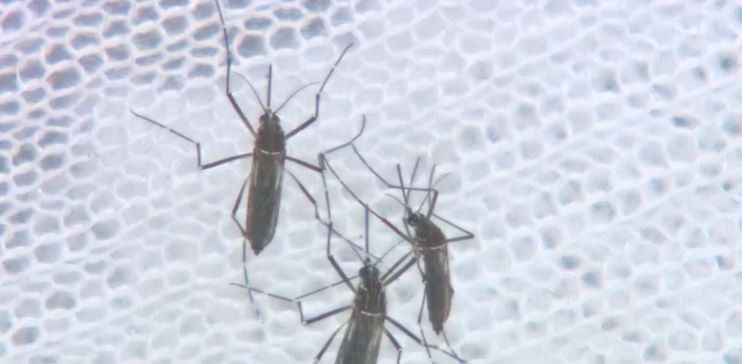 Casos de dengue de janeiro a março de 2022 quase triplicam em relação aos de 2021 em Franca, SP